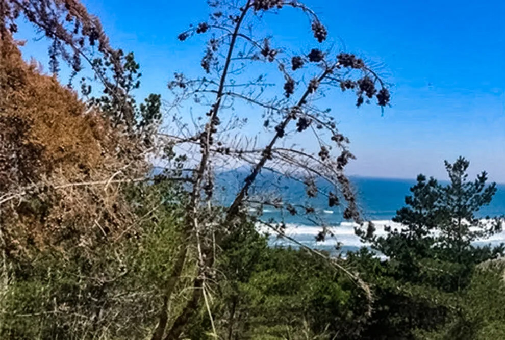 Parcela Terreno 5,000m2 Vista y acceso Playa - Alto Colorado, Pichilemu