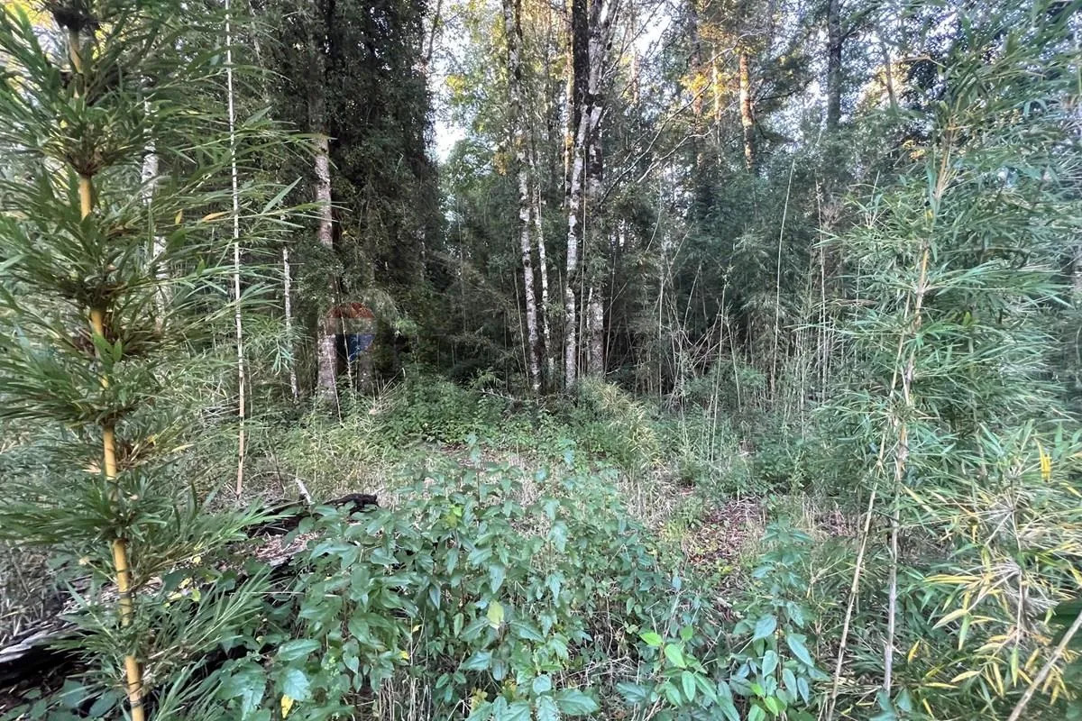 Parcela Terreno 10.540 m&sup2; Quilaco - Puc&oacute;n