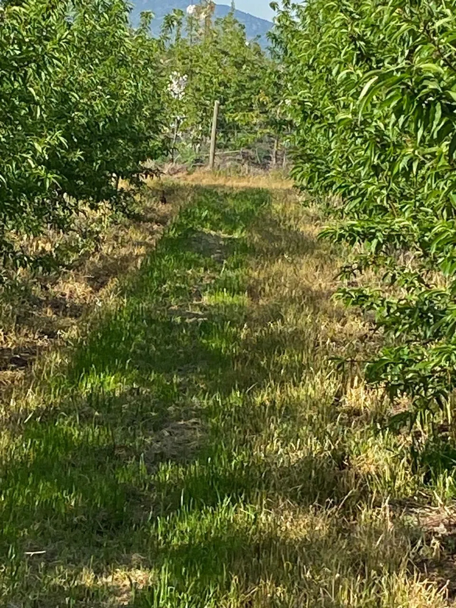 Venta Terreno productivo 5.500 m2 nectarines - Rengo