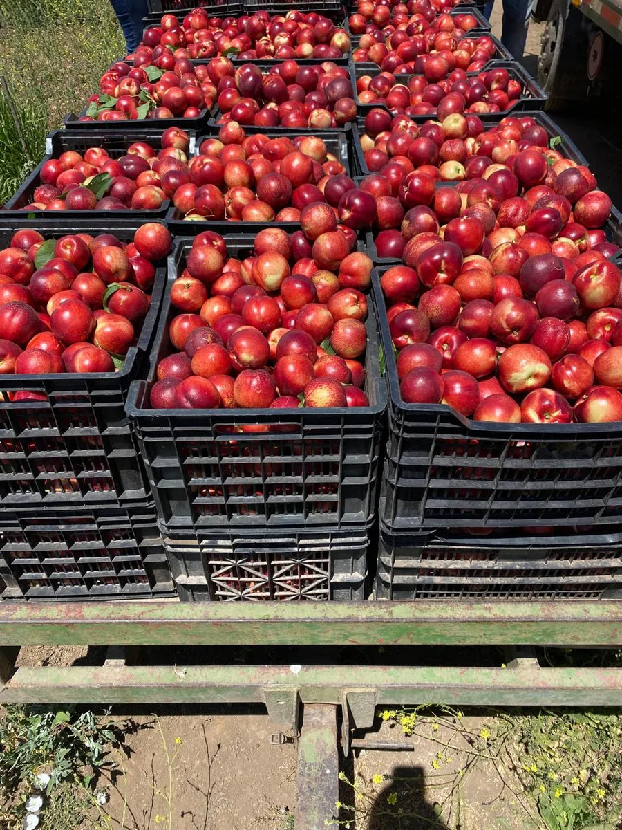 Venta Terreno productivo 5.500 m2 nectarines - Rengo