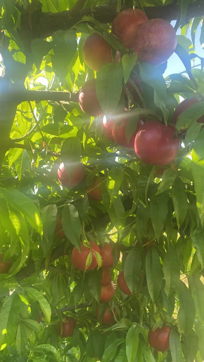 Venta Terreno productivo 5.500 m2 nectarines - Rengo
