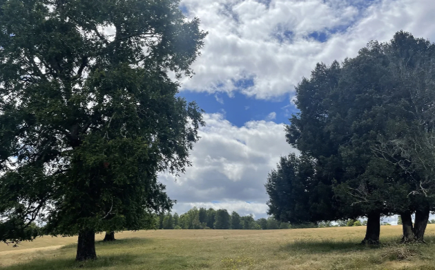 Venta Parcela 1ha Hacienda Huellanto, 25 minutos de Villarrica 