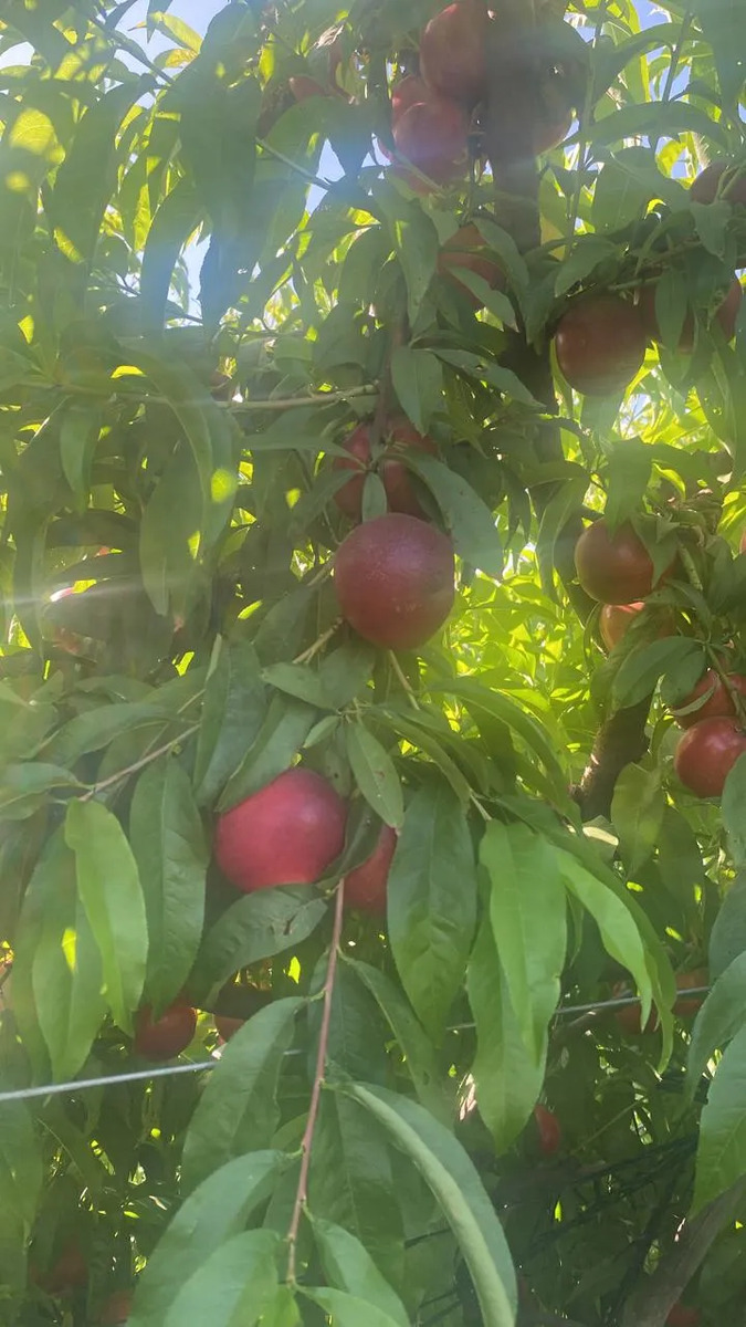 Venta Terreno productivo 5.500 m2 nectarines - Rengo