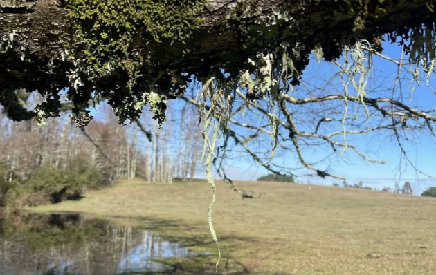 Venta Parcela 1ha Hacienda Huellanto, 25 minutos de Villarrica 