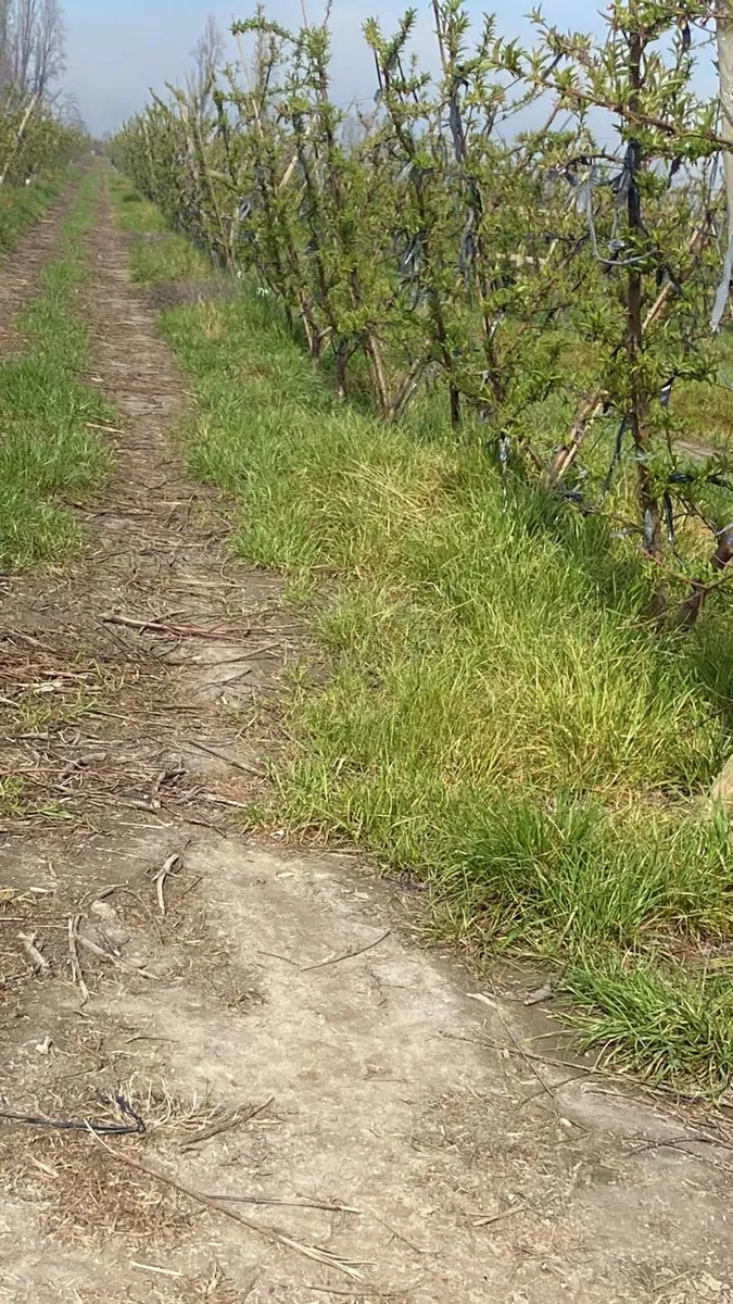 Venta Terreno productivo 5.500 m2 nectarines - Rengo