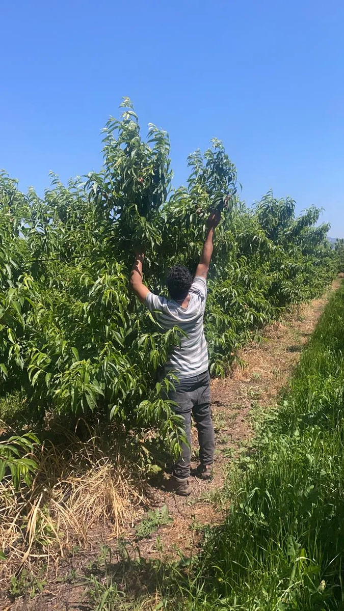 Venta Terreno productivo 5.500 m2 nectarines - Rengo