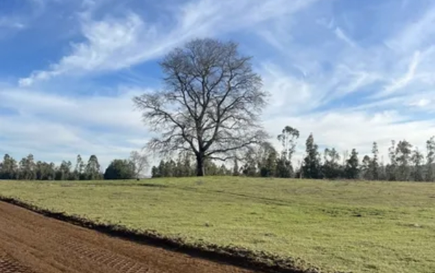 Venta Parcela 1ha Hacienda Huellanto, 25 minutos de Villarrica 