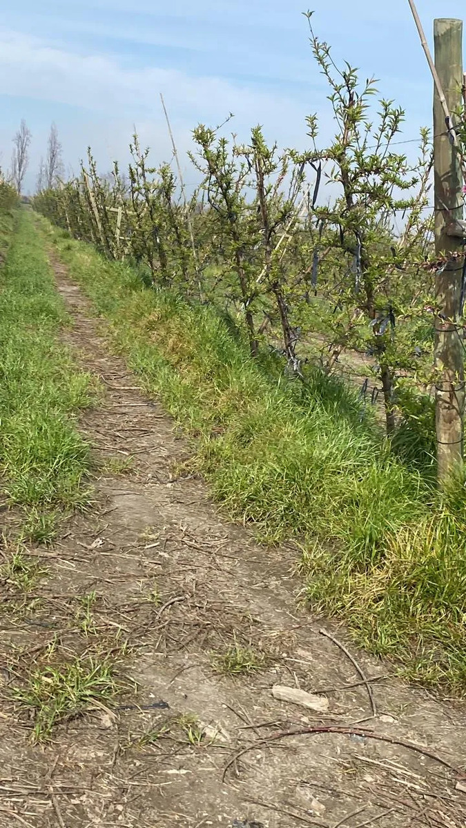 Venta Terreno productivo 5.500 m2 nectarines - Rengo