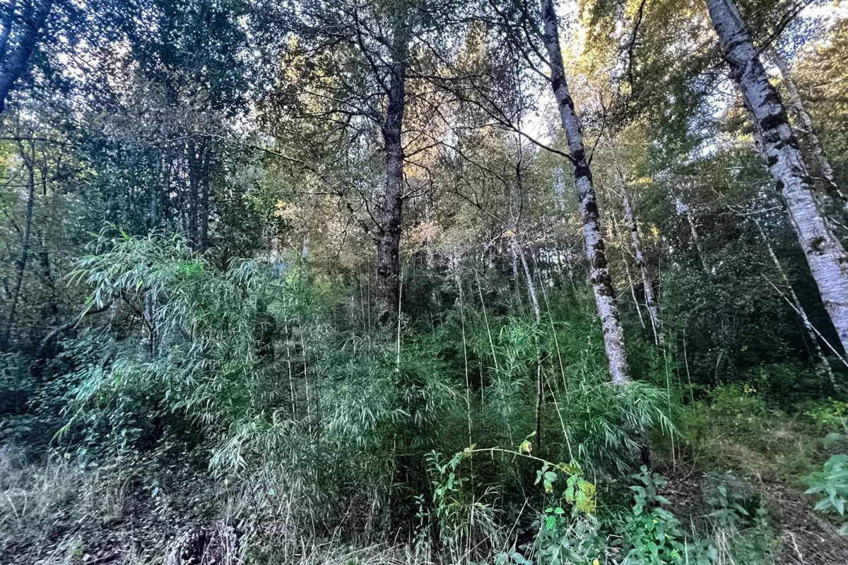 Parcela Terreno 10.540 m&sup2; Quilaco - Puc&oacute;n