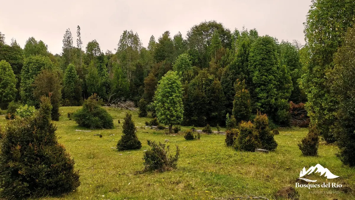 Parcela Bosque Nativo y R&iacute;o con Rol propio 5000m - Puerto Varas