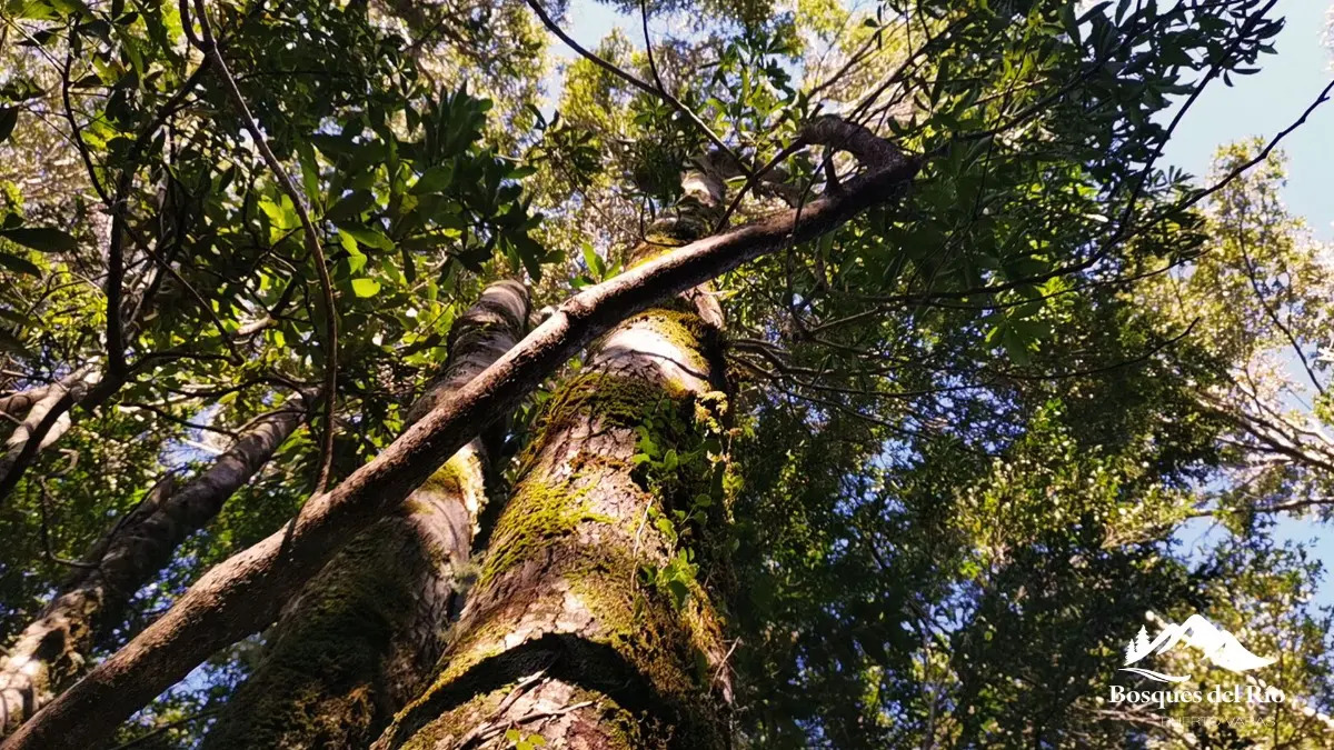 Parcela Bosque Nativo y R&iacute;o con Rol propio 5000m - Puerto Varas