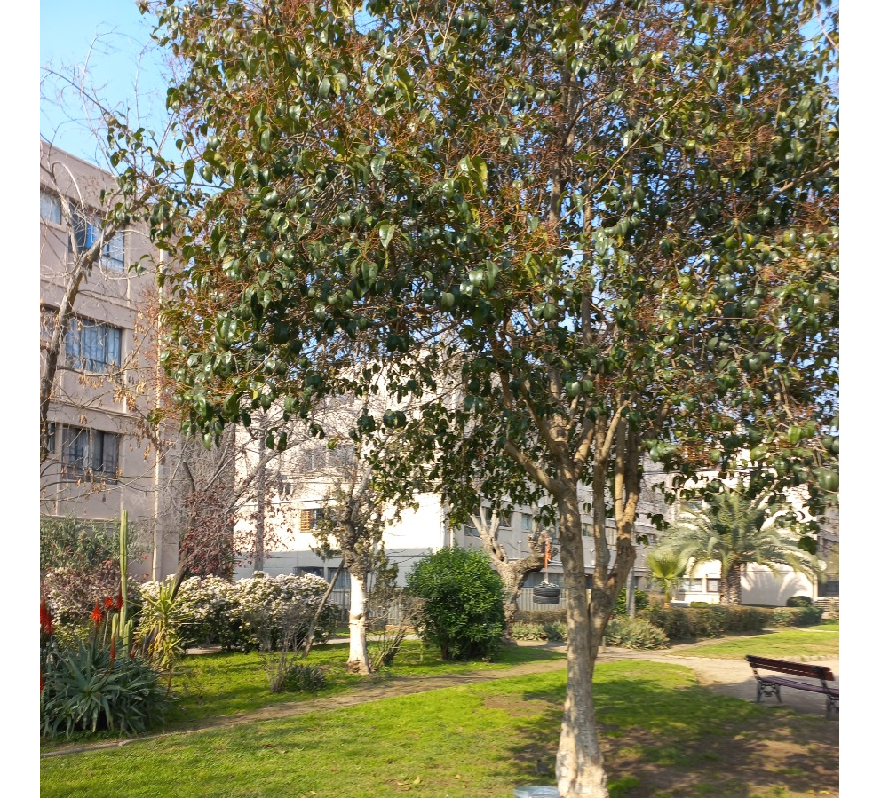 Venta Departamento O 3D 1B Villa Los Jard&iacute;nes - Villa Los Presidentes - &Ntilde;u&ntilde;oa