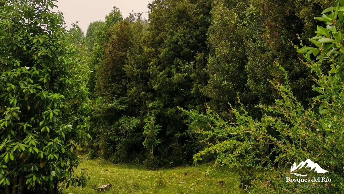 Parcela Bosque Nativo y R&iacute;o con Rol propio 5000m - Puerto Varas