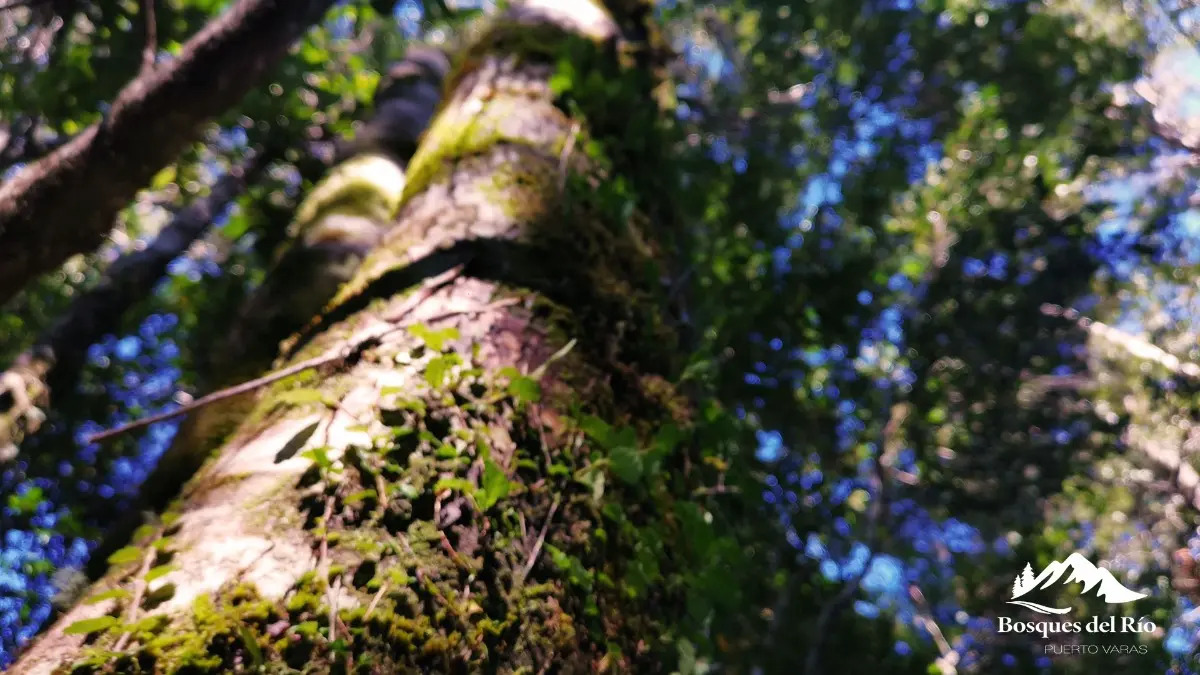 Parcela Bosque Nativo y R&iacute;o con Rol propio 5000m - Puerto Varas