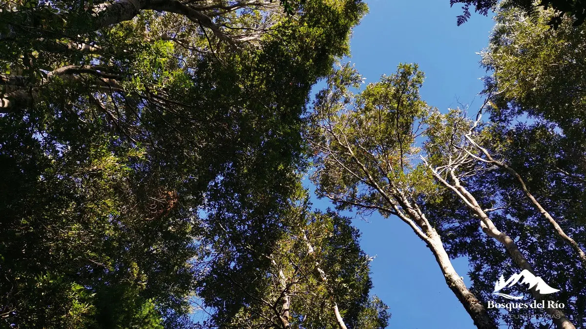 Parcela Bosque Nativo y R&iacute;o con Rol propio 5000m - Puerto Varas