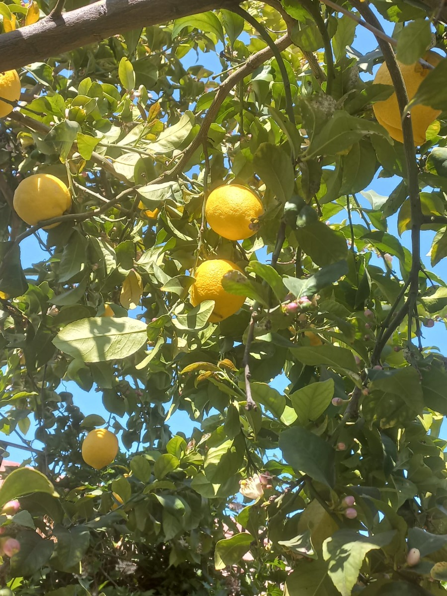 Venta Casa 5D en suite Walk-in cl&oacute;set 3B 1E 1Bd Parque Padre Alberto Hurtado - Las Condes