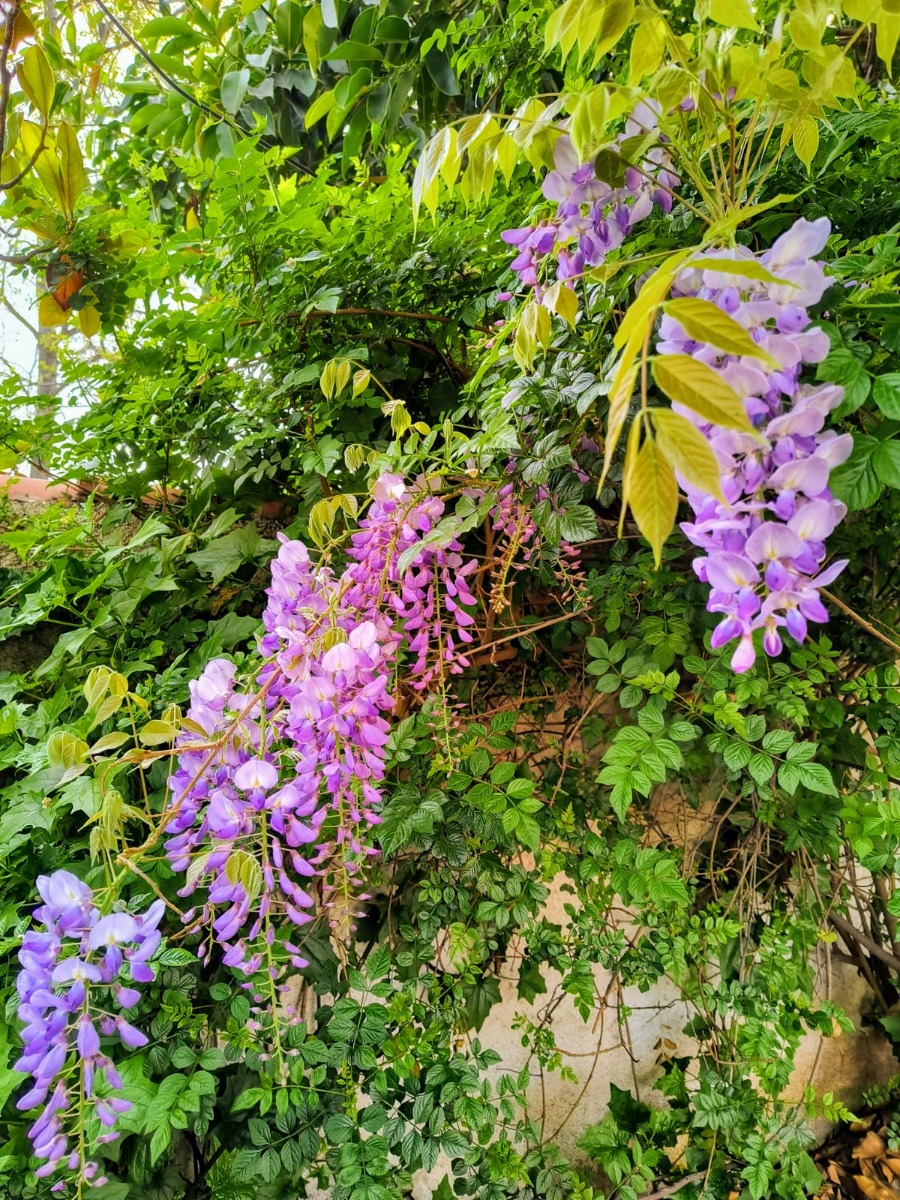 Venta Casa 5D en suite Walk-in cl&oacute;set 3B 1E 1Bd Parque Padre Alberto Hurtado - Las Condes