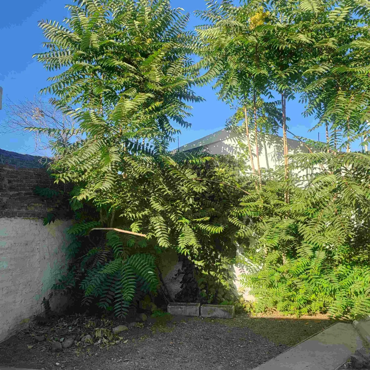 Arriendo Casa 4D 2B 2E 2B Barrio Italia - Providencia