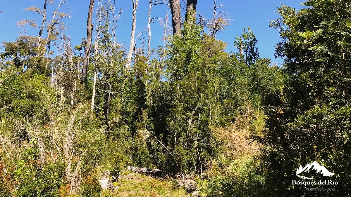 Parcela Bosque Nativo y R&iacute;o con Rol propio 5000m - Puerto Varas