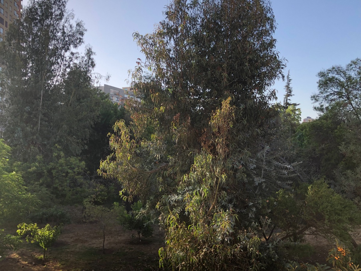 Arriendo Departamento NO 3D 2B 1E Sebasti&aacute;n Elcano - Las Condes