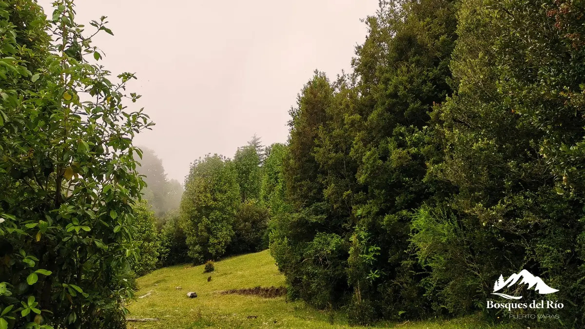 Parcela Bosque Nativo y R&iacute;o con Rol propio 5000m - Puerto Varas