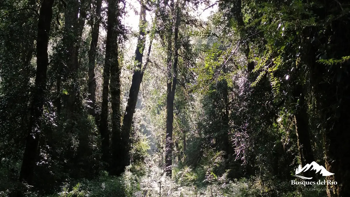 Parcela Bosque Nativo y R&iacute;o con Rol propio 5000m - Puerto Varas