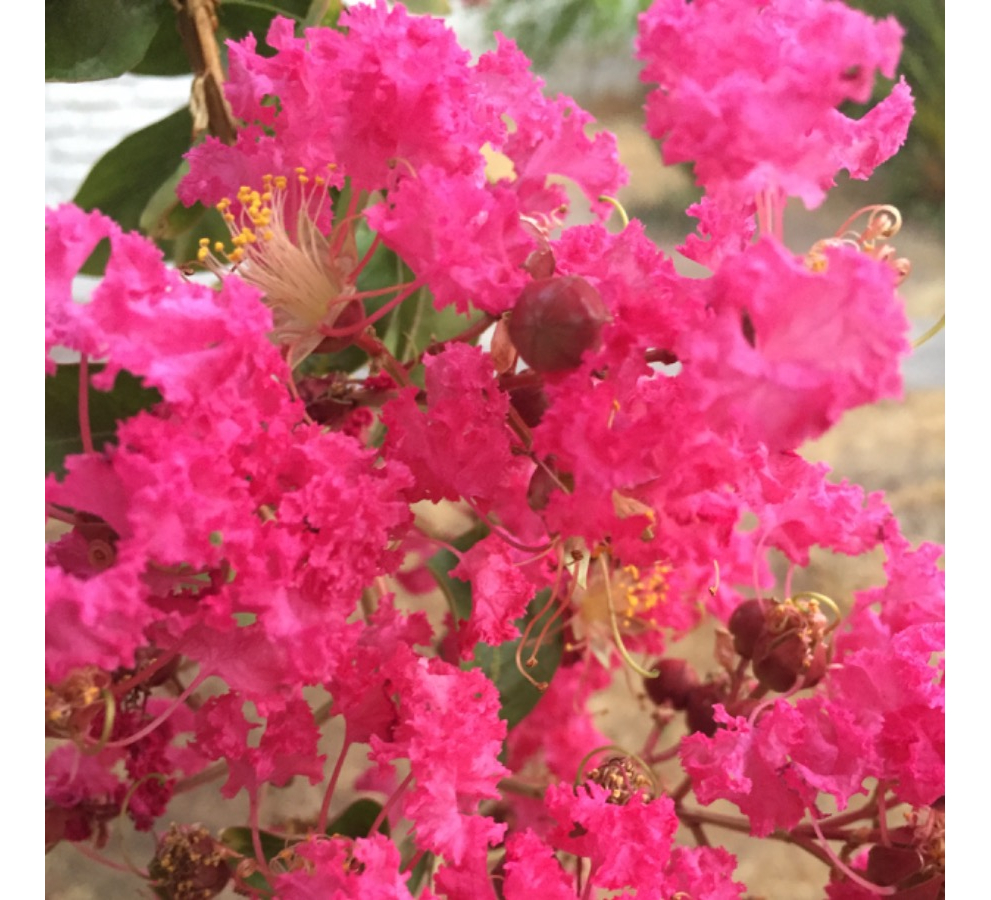 Arriendo Casa 3D Los Dominicos - Las Condes